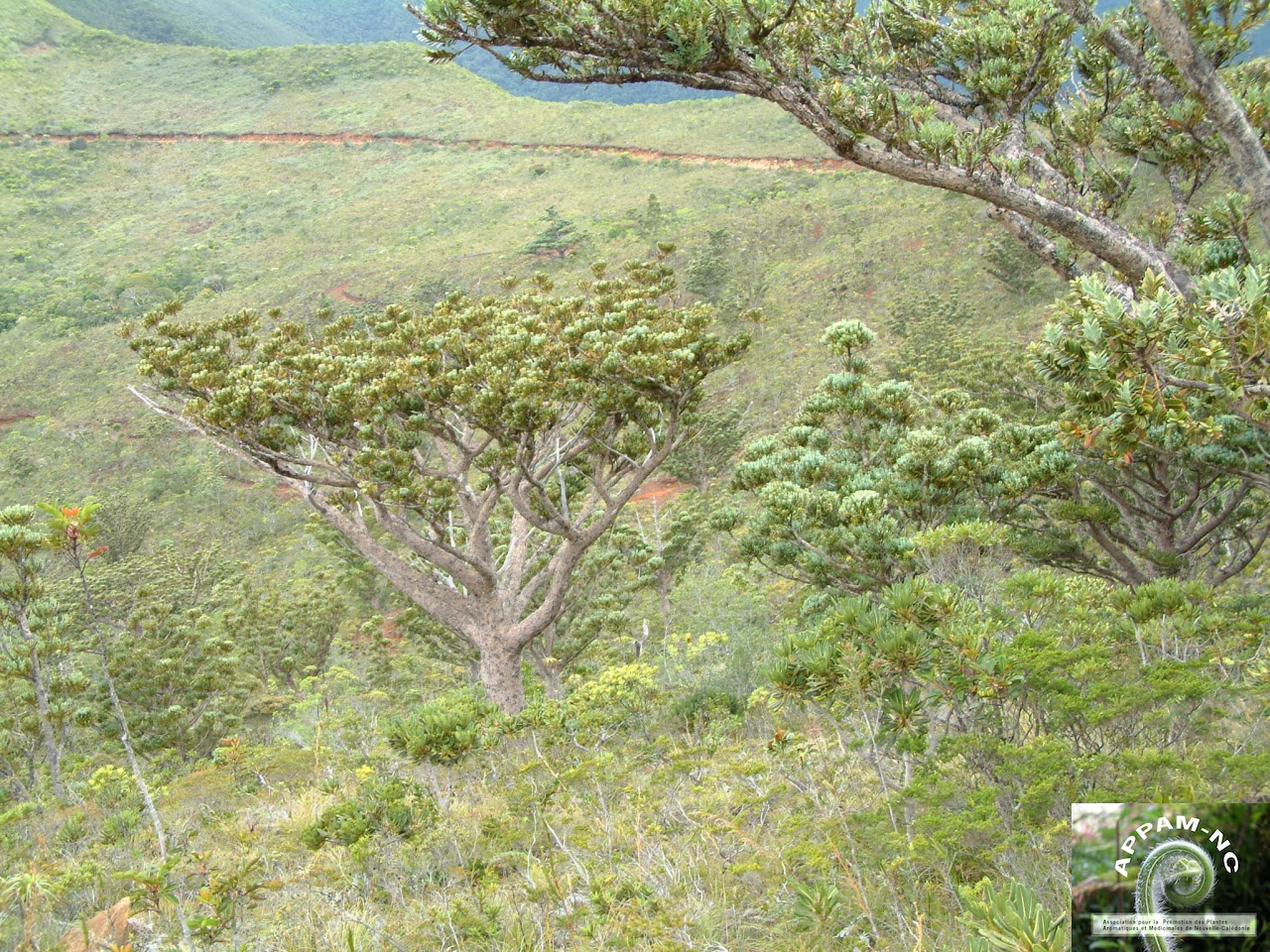 Agathis ovata Agathis ovata