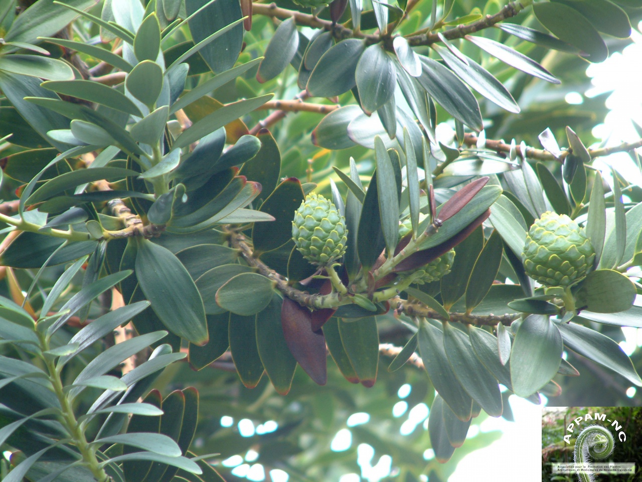 Agathis ovata