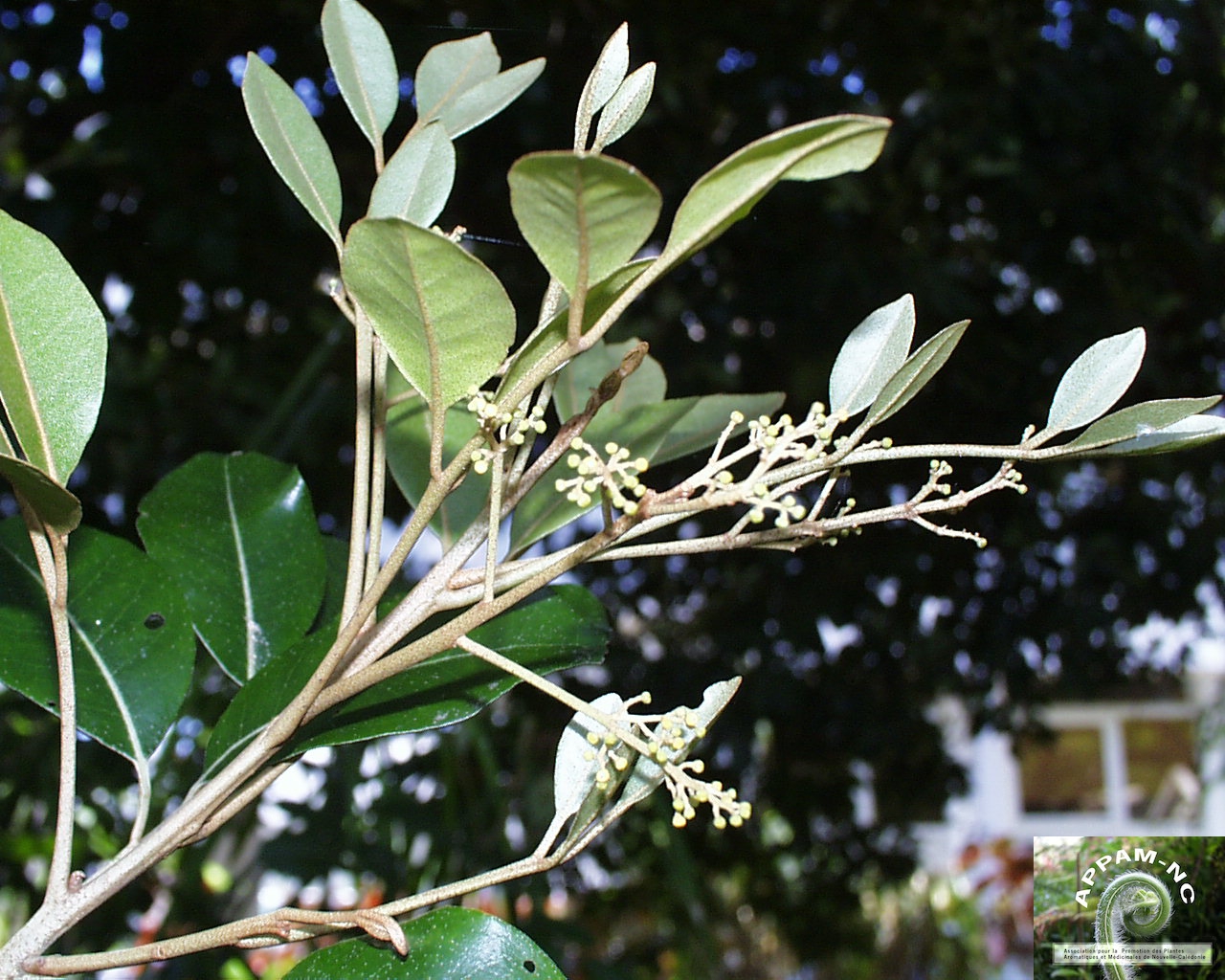 Aglaia elaeagnoidea Aglaia elaeagnoidea