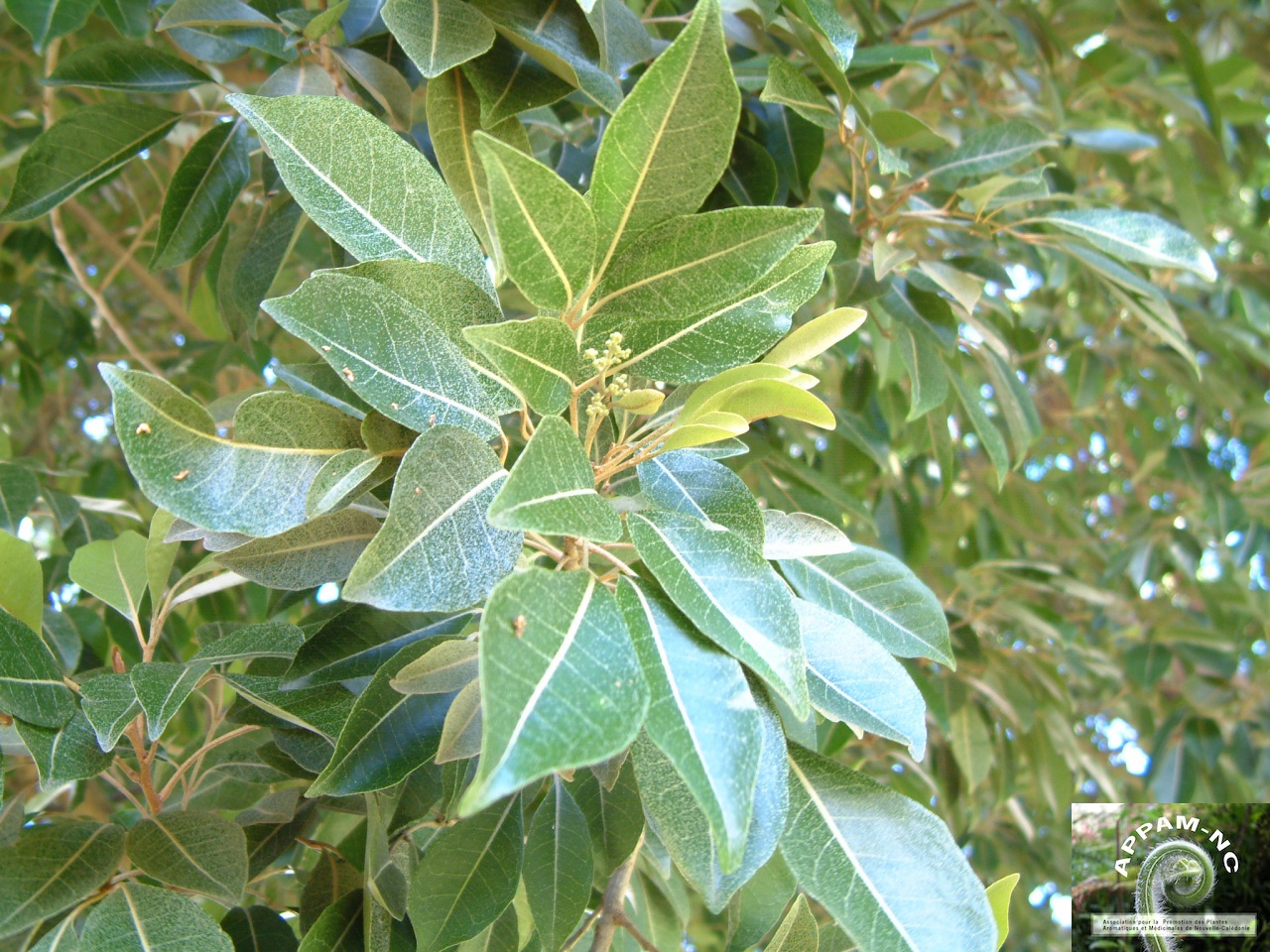 Aglaia elaeagnoidea