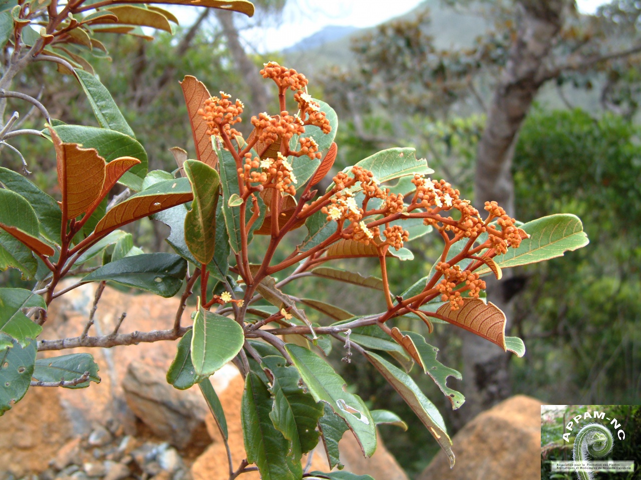 Alphitonia neocaledonica Alphitonia neocaledonica