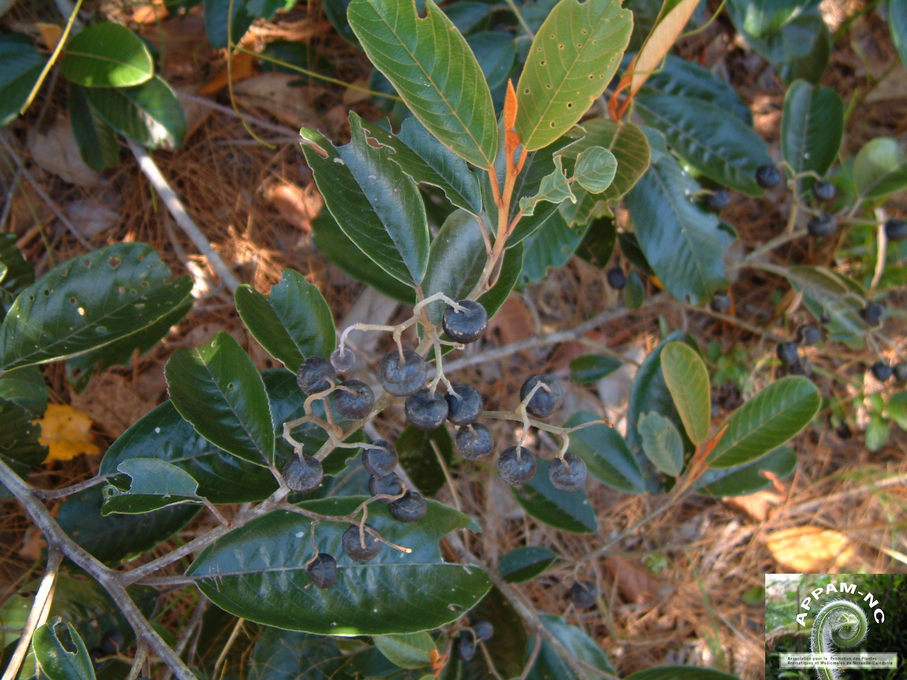 Alphitonia neocaledonica Alphitonia neocaledonica