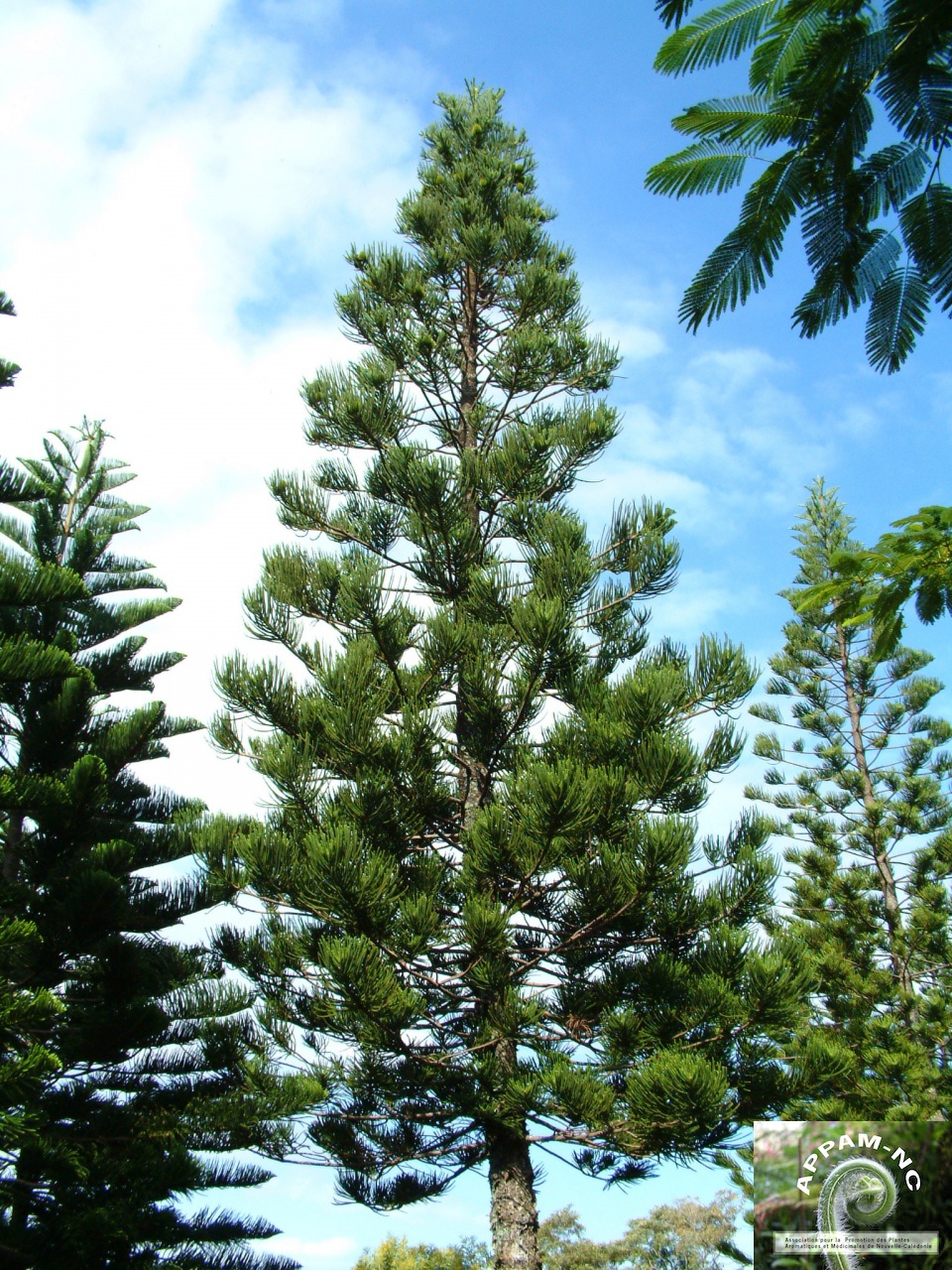 Araucaria columnaris
