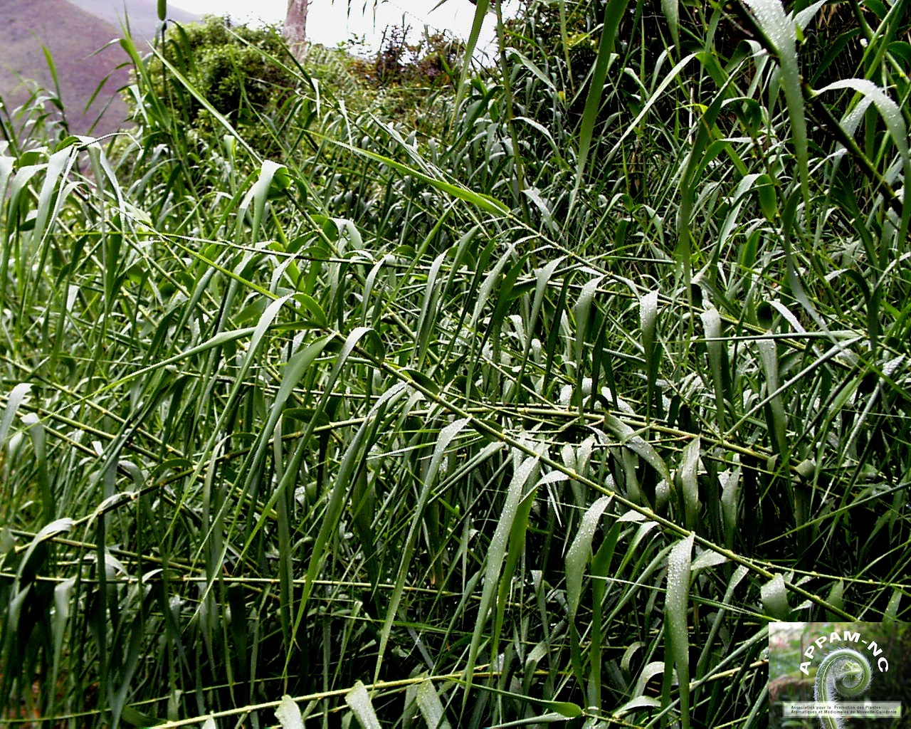 Arundo donax