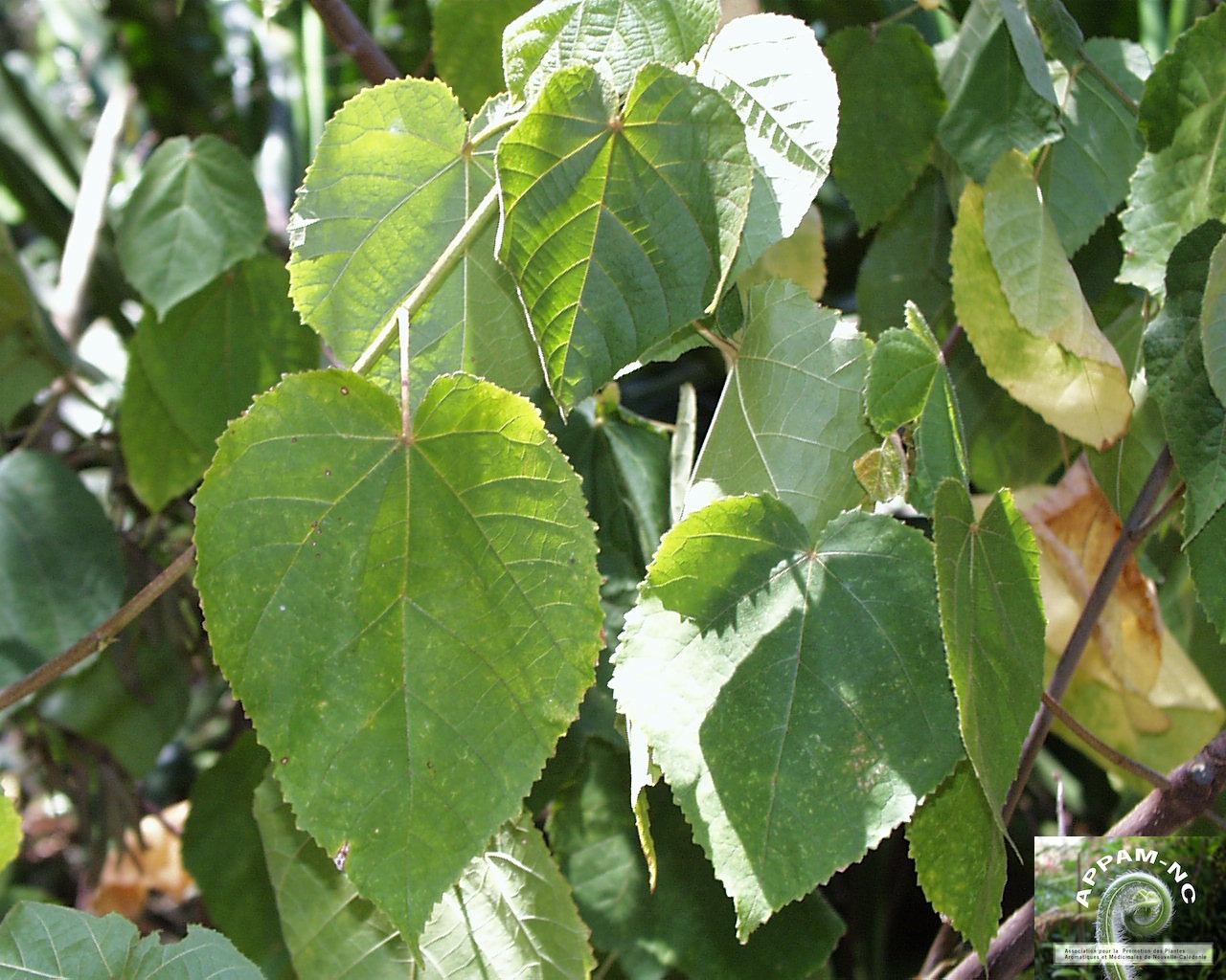 Broussonetia papyrifera