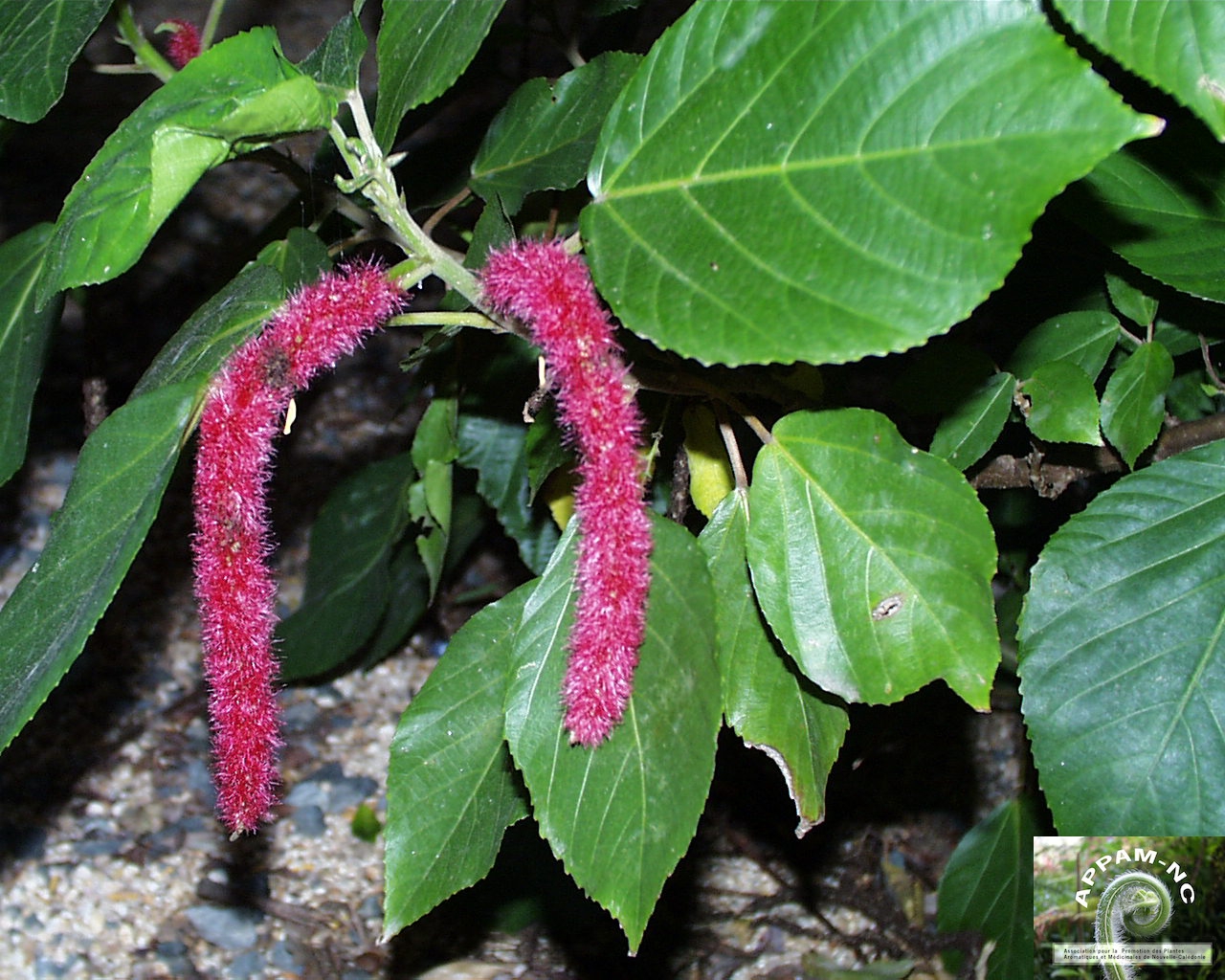 Acalypha hispida