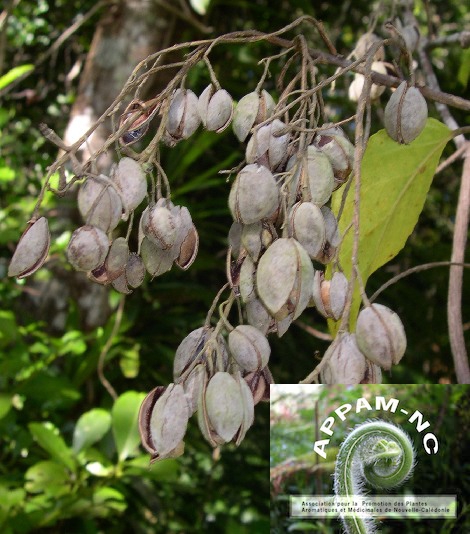 Agatea pancheri Agatea pancheri