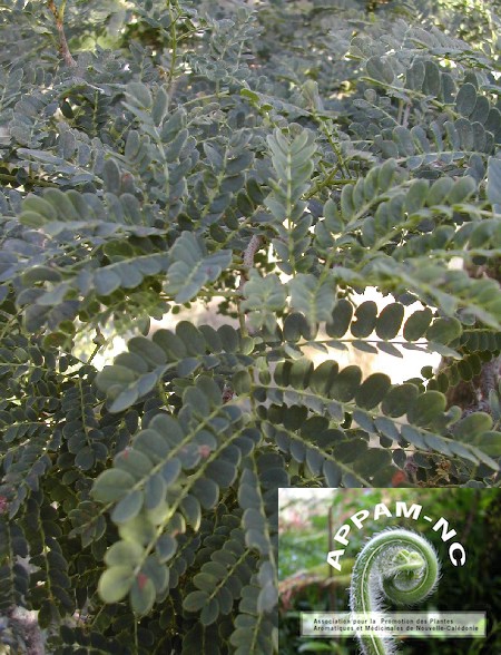 Albizzia guillainii