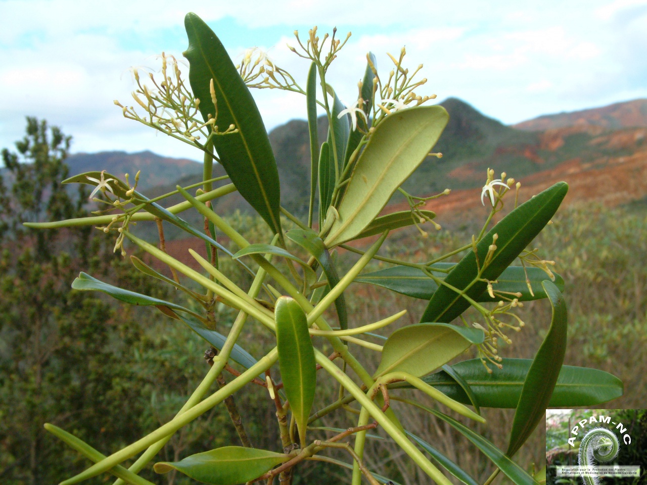 Alstonia coriacea