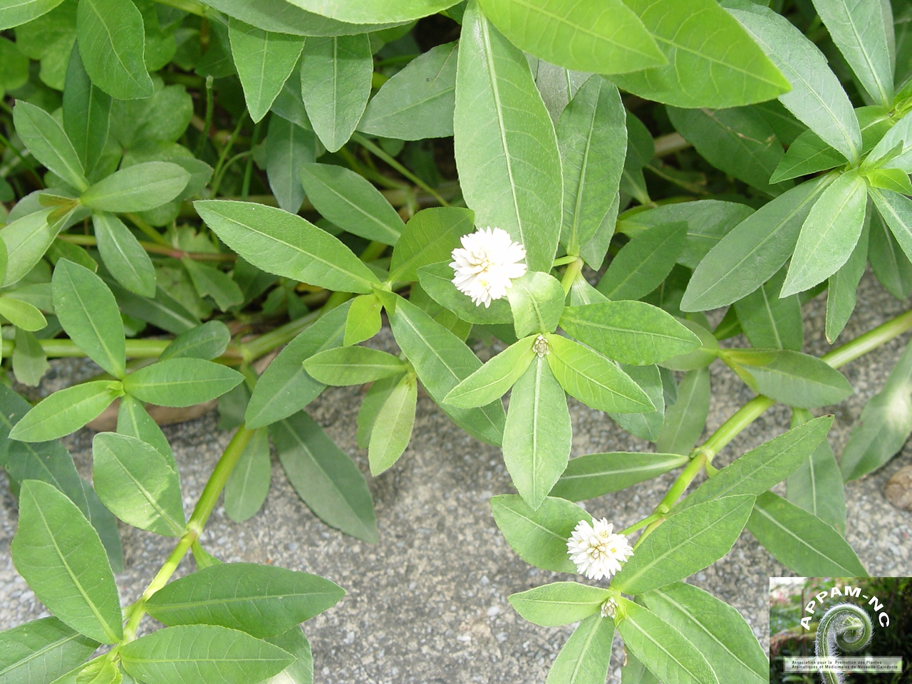 Alternanthera sessilis Alternanthera sessilis