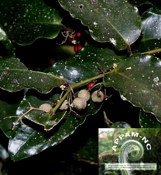 Amborella trichopoda Amborella trichopoda