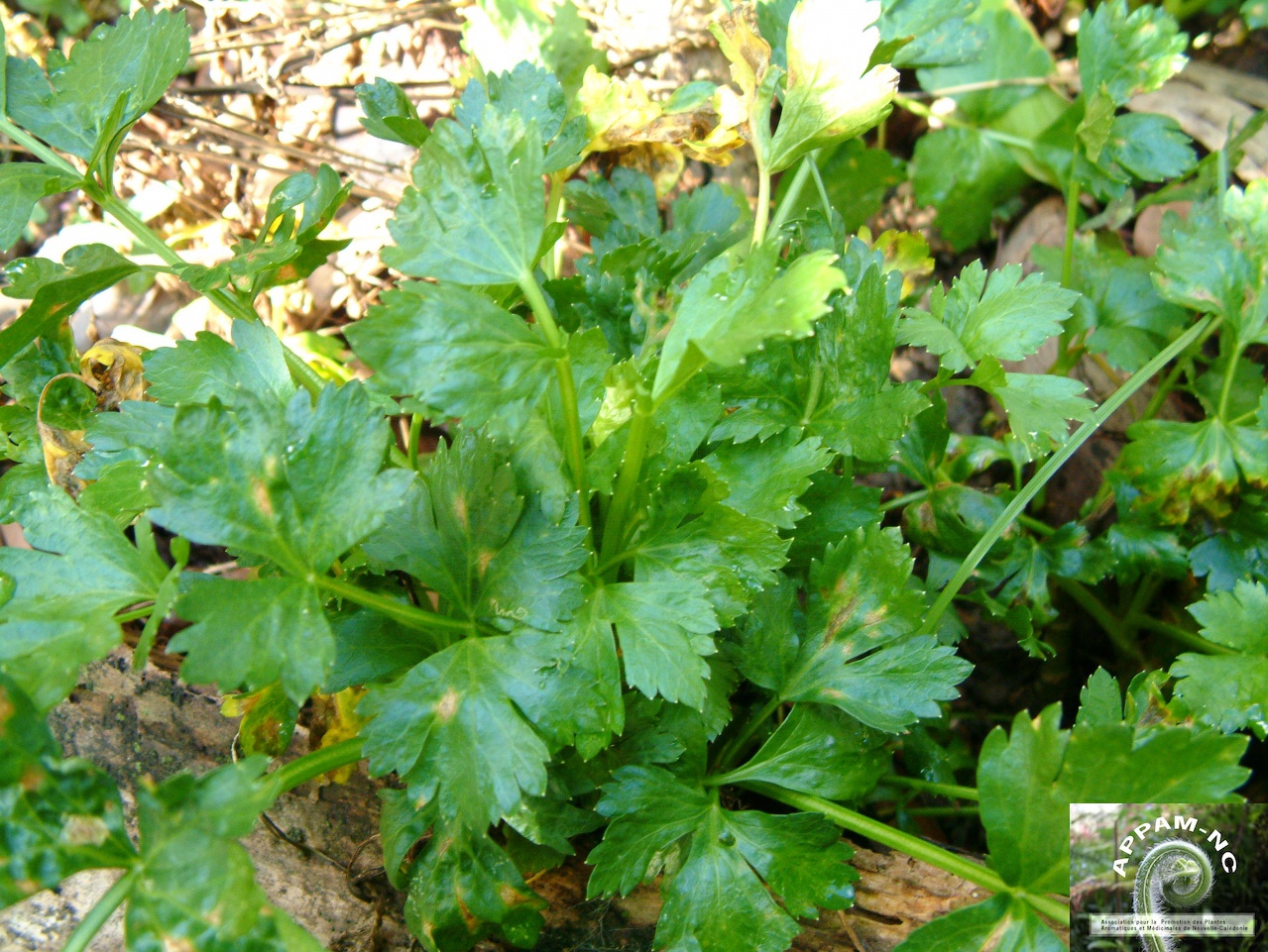 Anthriscus cerefolium
