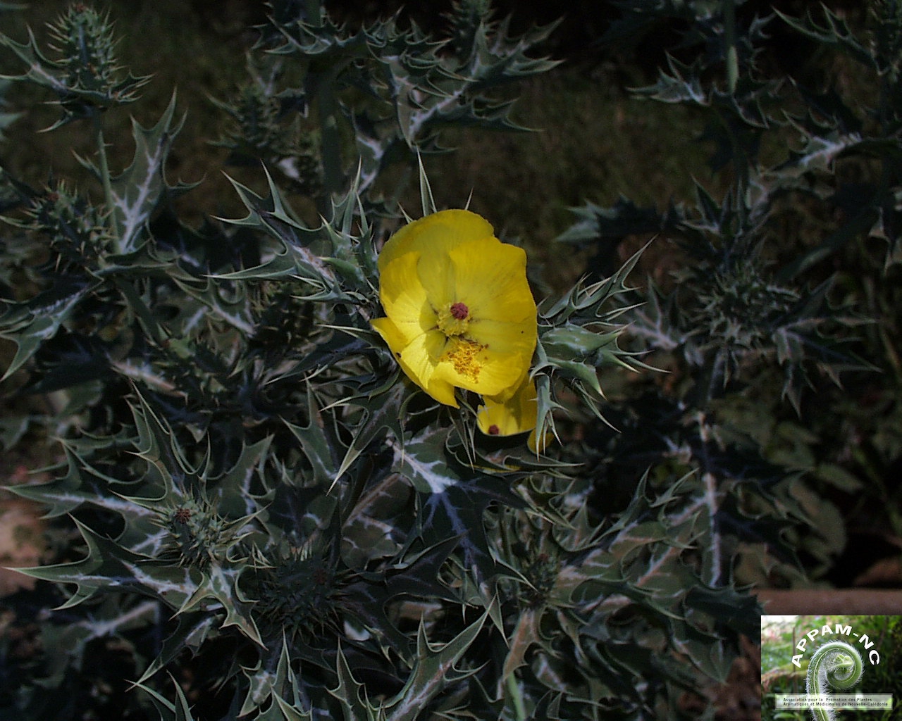 Argemone mexicana Argemone mexicana