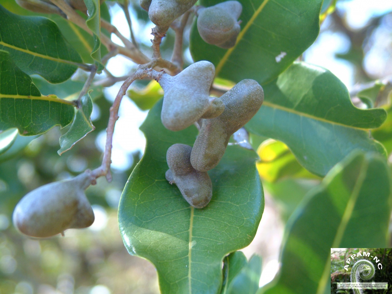 Arytera chartacea Arytera chartacea