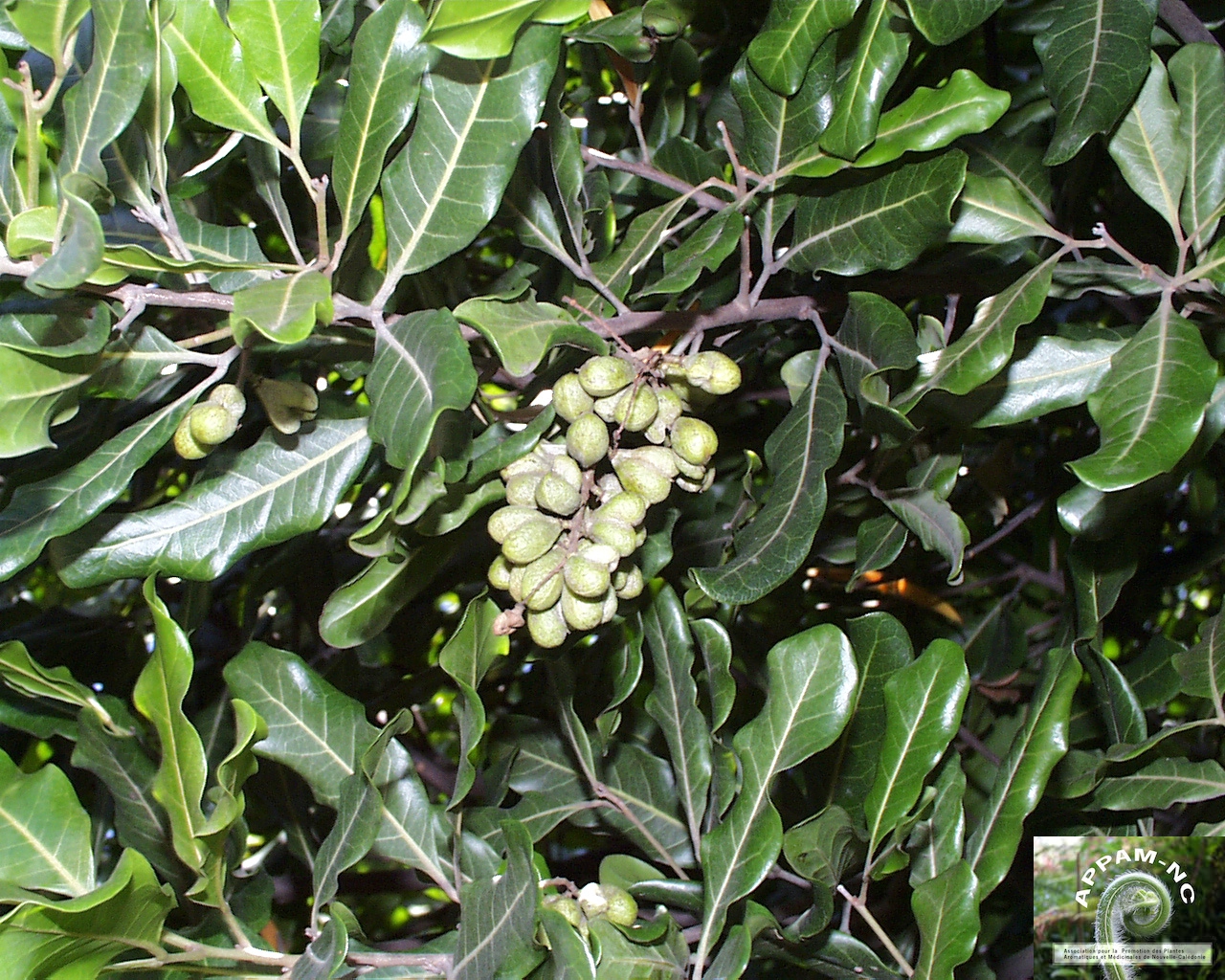 Arytera chartacea Arytera chartacea