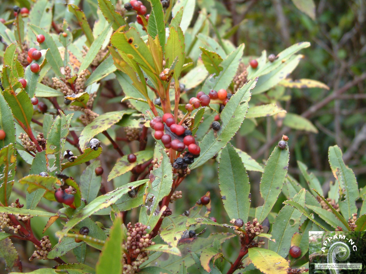 Ascarina rubricaulis
