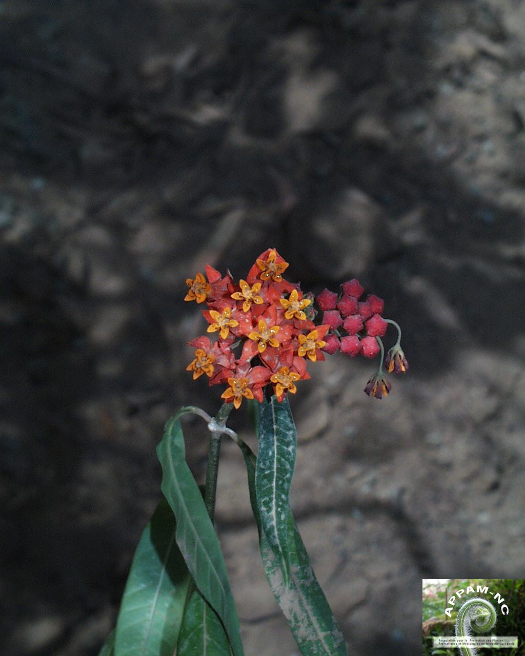 Asclepias curassavica Asclepias curassavica