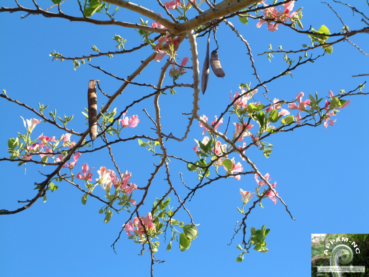 Bauhinia variegata