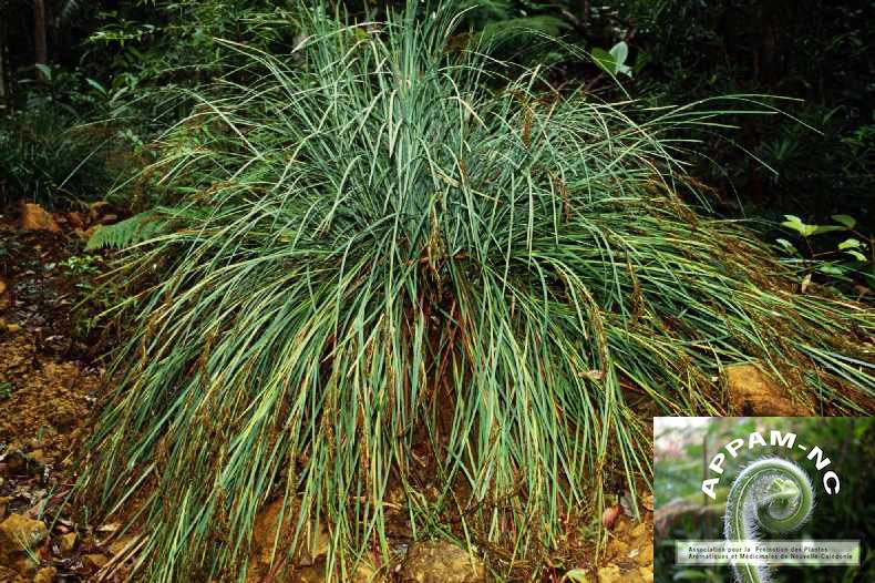Machaerina deplanchei