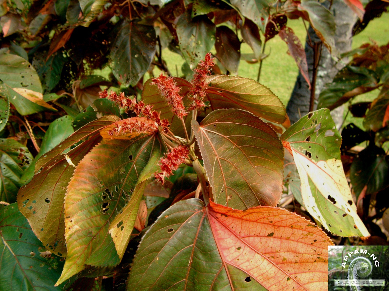 Acalypha wilkesiana