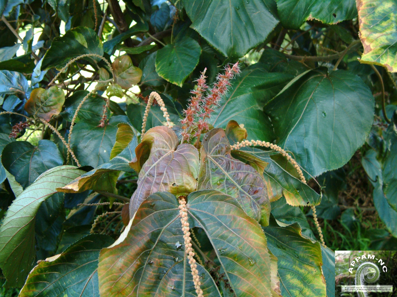 Acalypha wilkesiana Acalypha wilkesiana