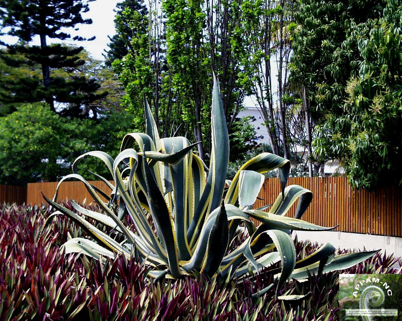 Agave americana