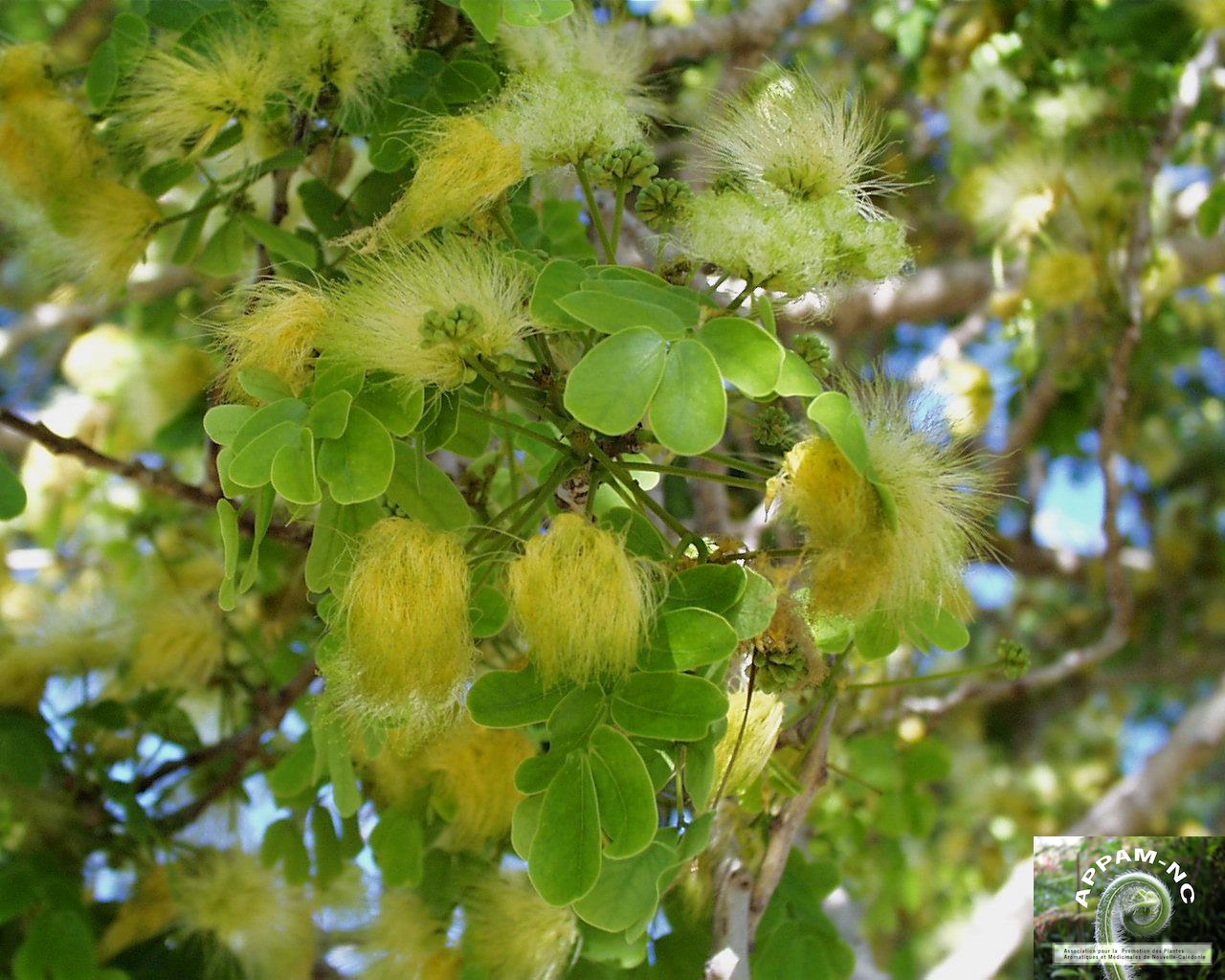 Albizia lebbeck