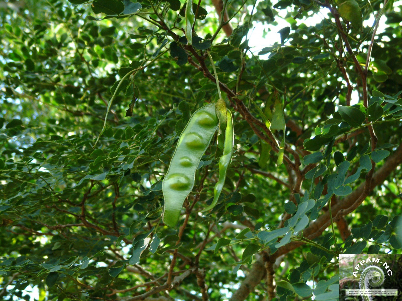 Albizia lebbeck Albizia lebbeck