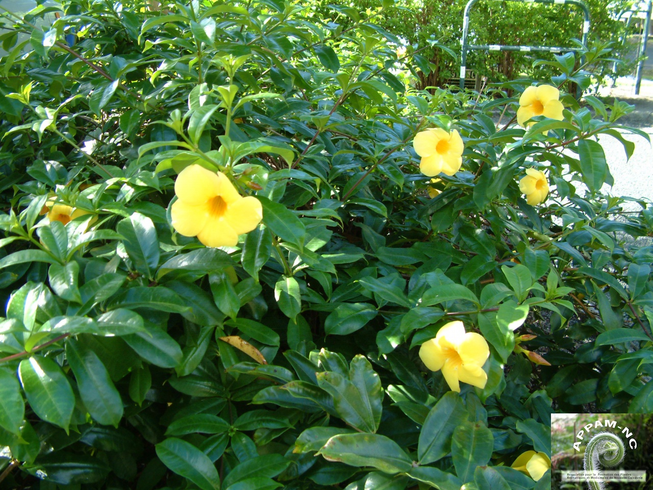 Allamanda cathartica