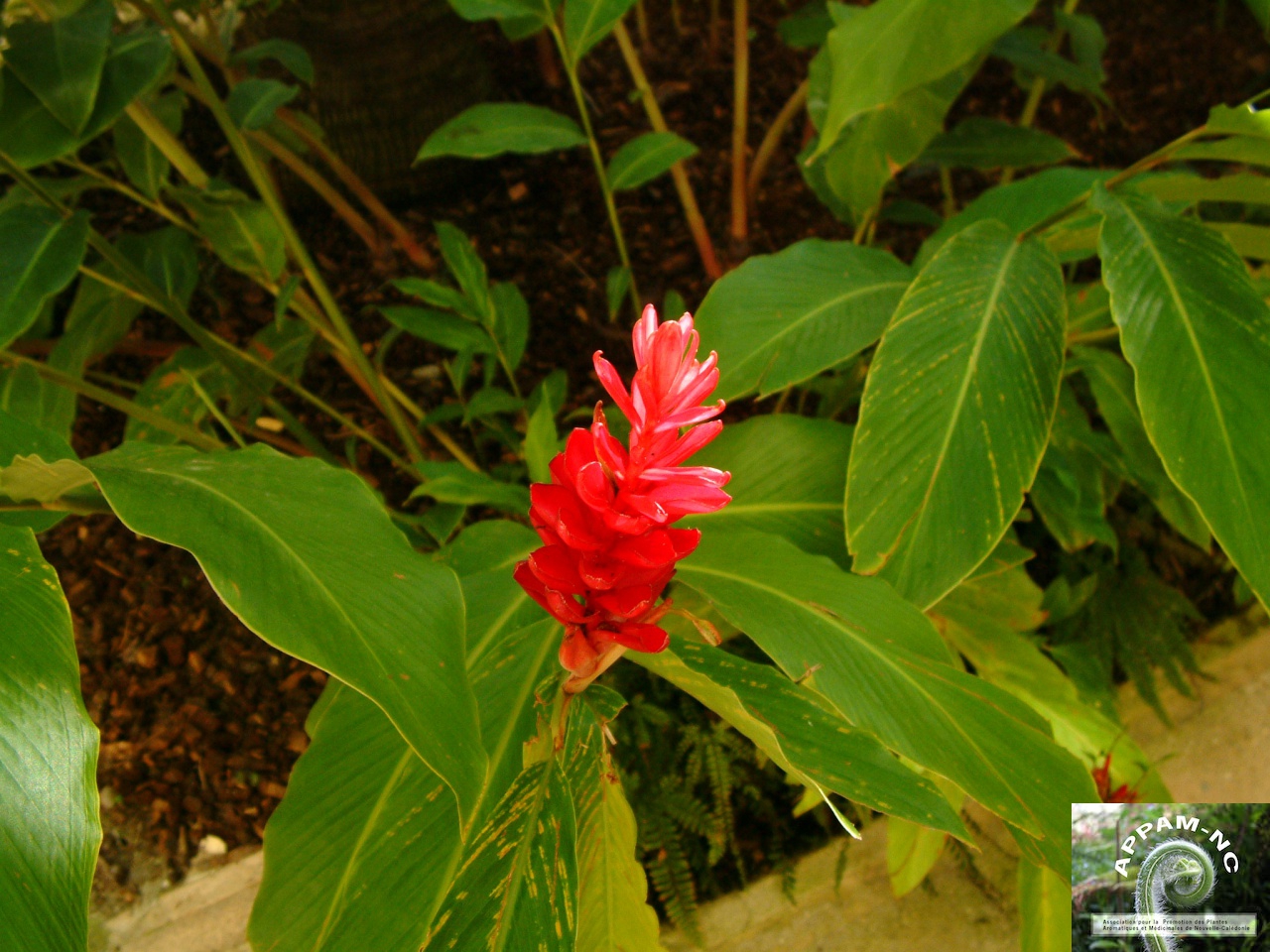 Alpinia purpurea