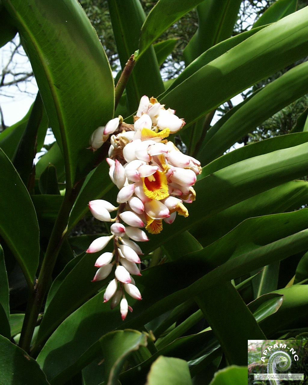 Alpinia speciosa Alpinia speciosa