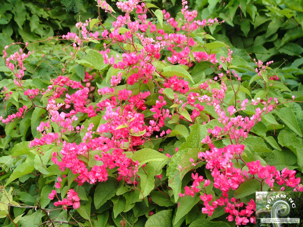 Antigonon leptopus