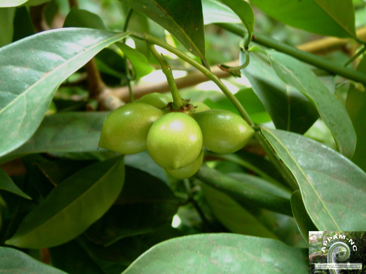 Artabotrys incinatus Artabotrys incinatus