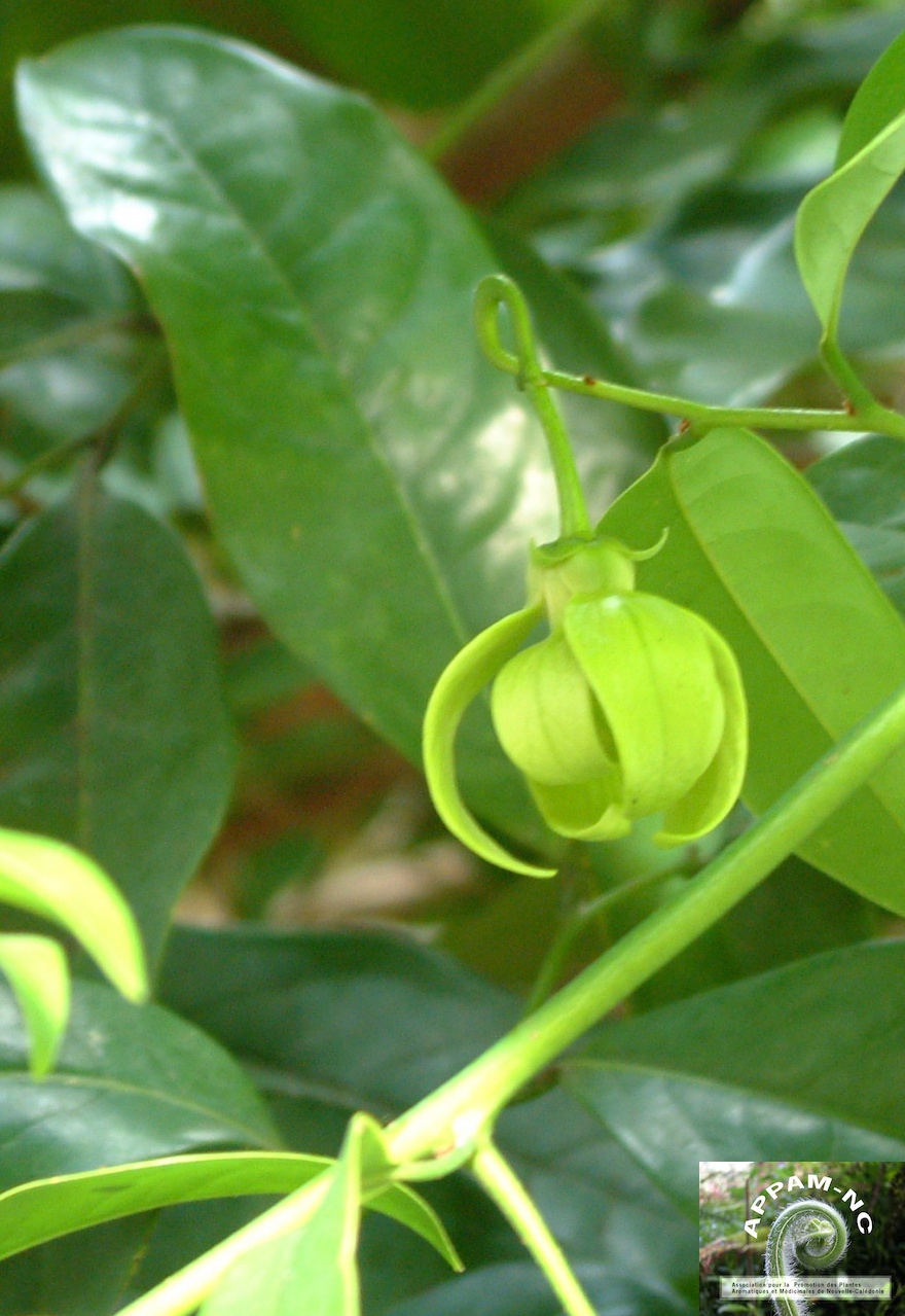 Artabotrys incinatus