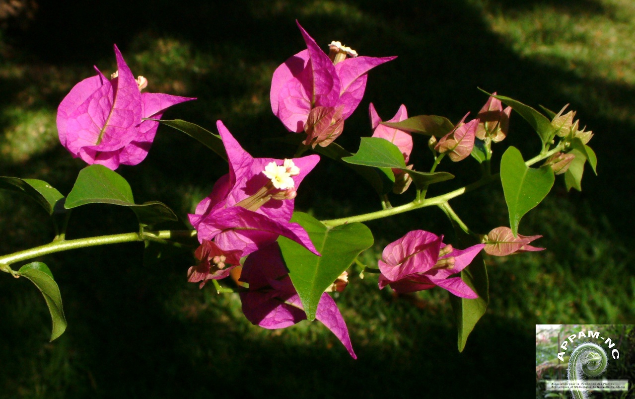 Bougainvillea spectabilis