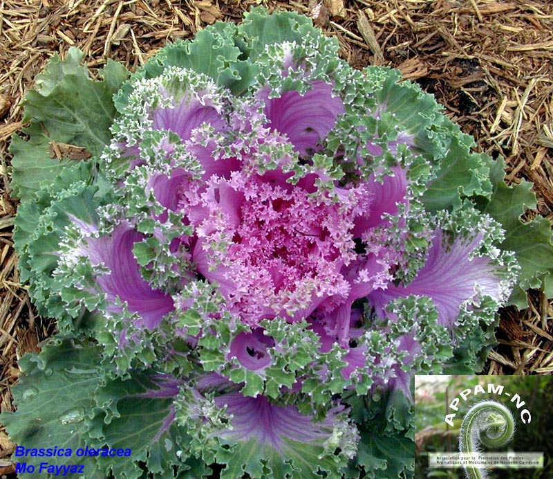 Brassica oleracea Brassica oleracea