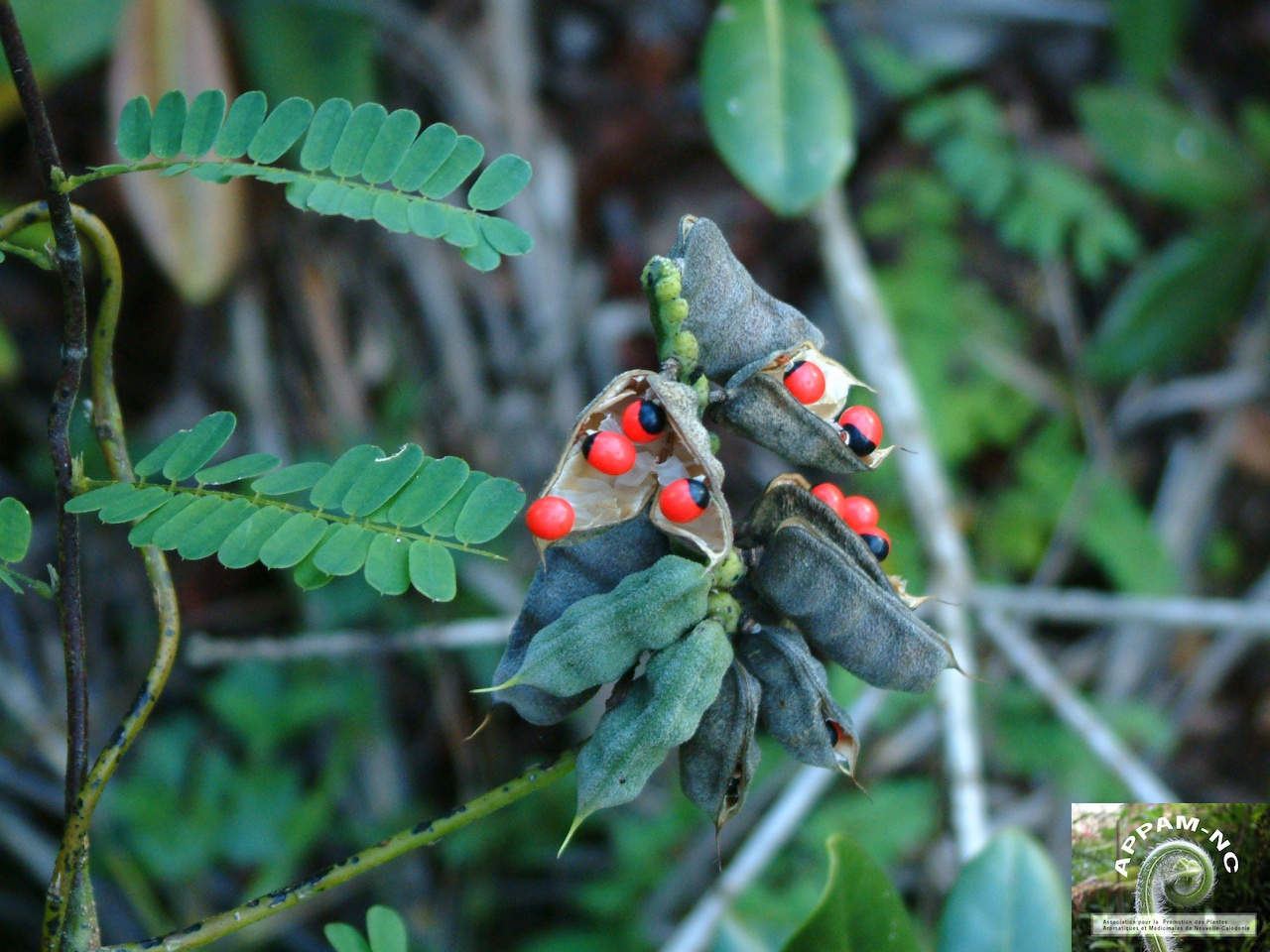 Abrus precatorius