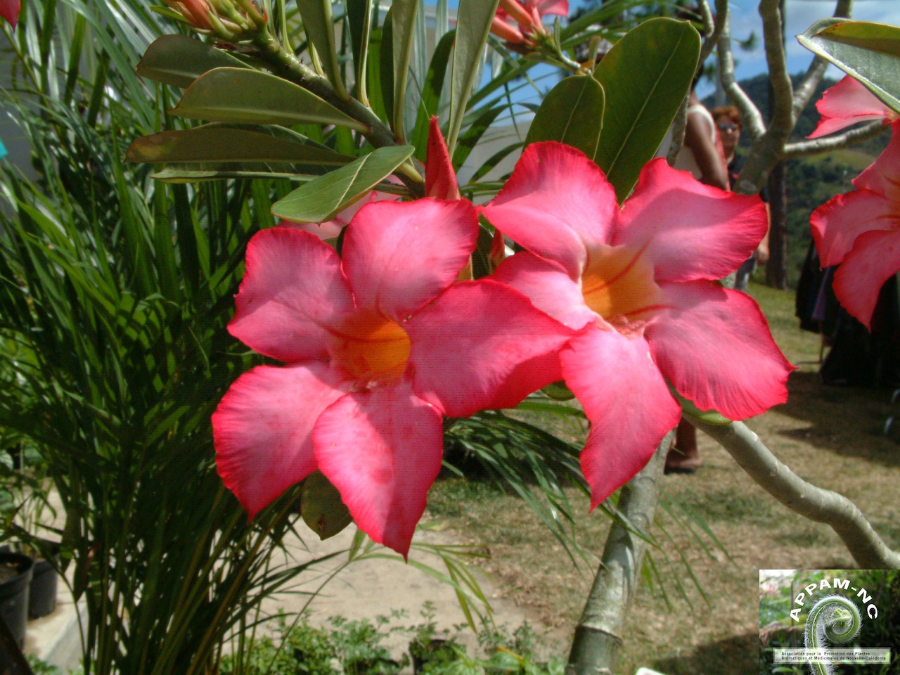 Adenium obesum
