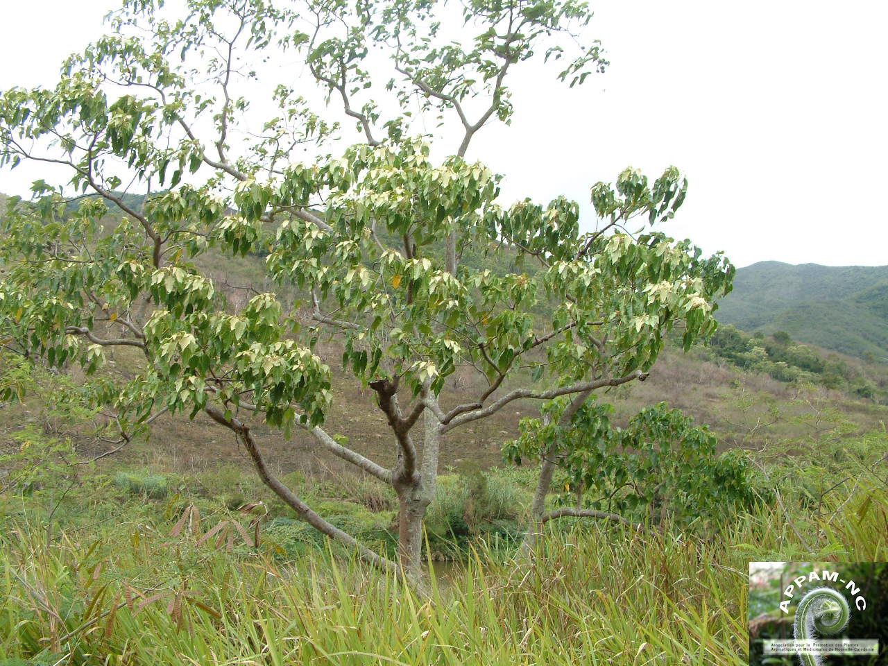 Aleurites moluccana