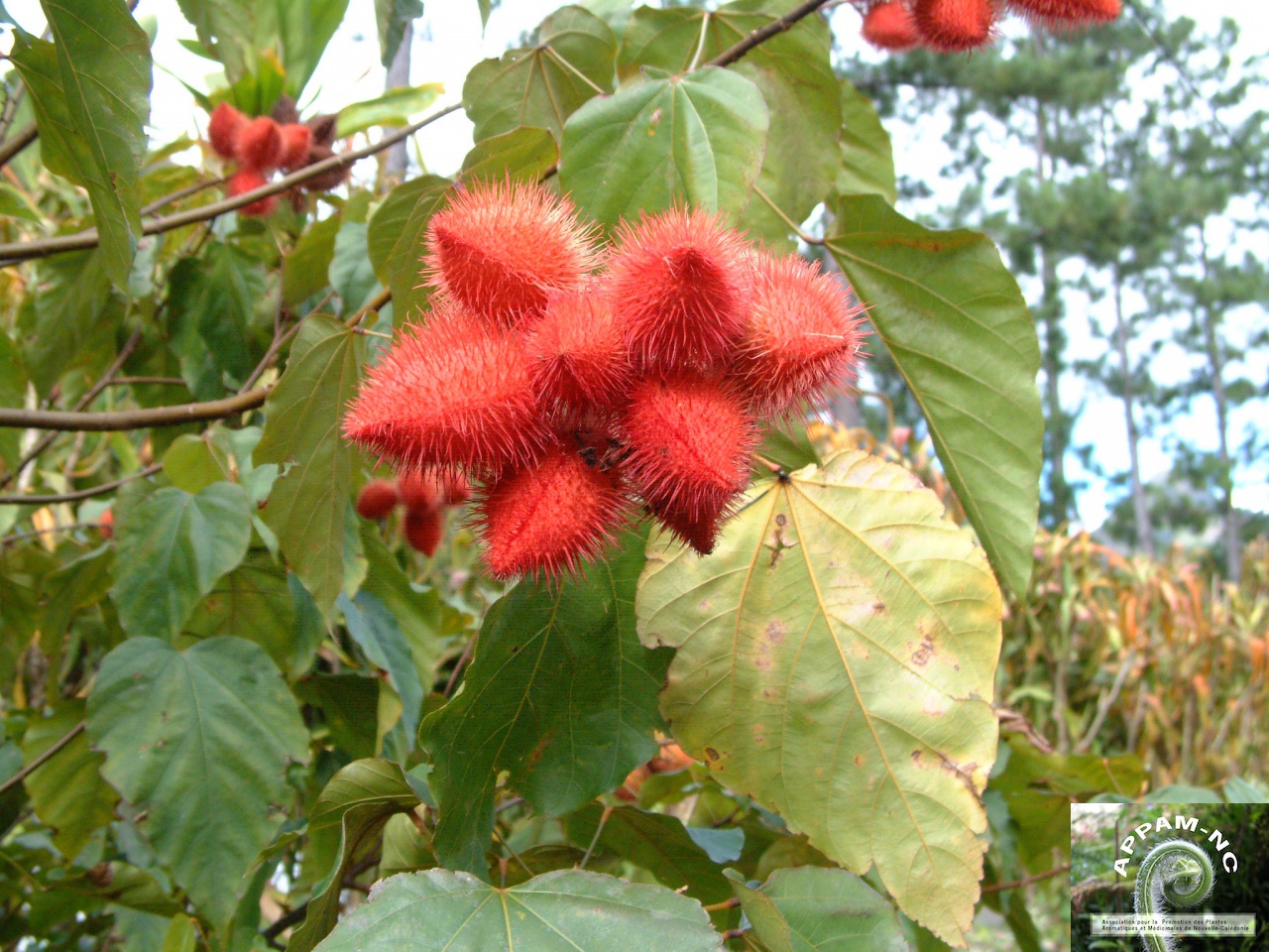 Bixa orellana Bixa orellana