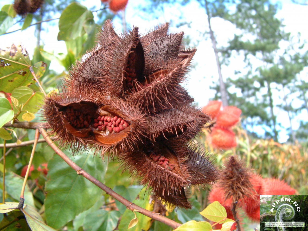 Bixa orellana Bixa orellana