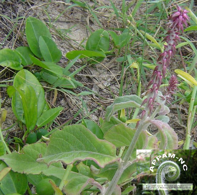 Achyranthes aspera Achyranthes aspera