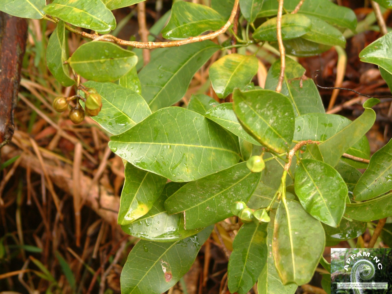 Acronychia laevis