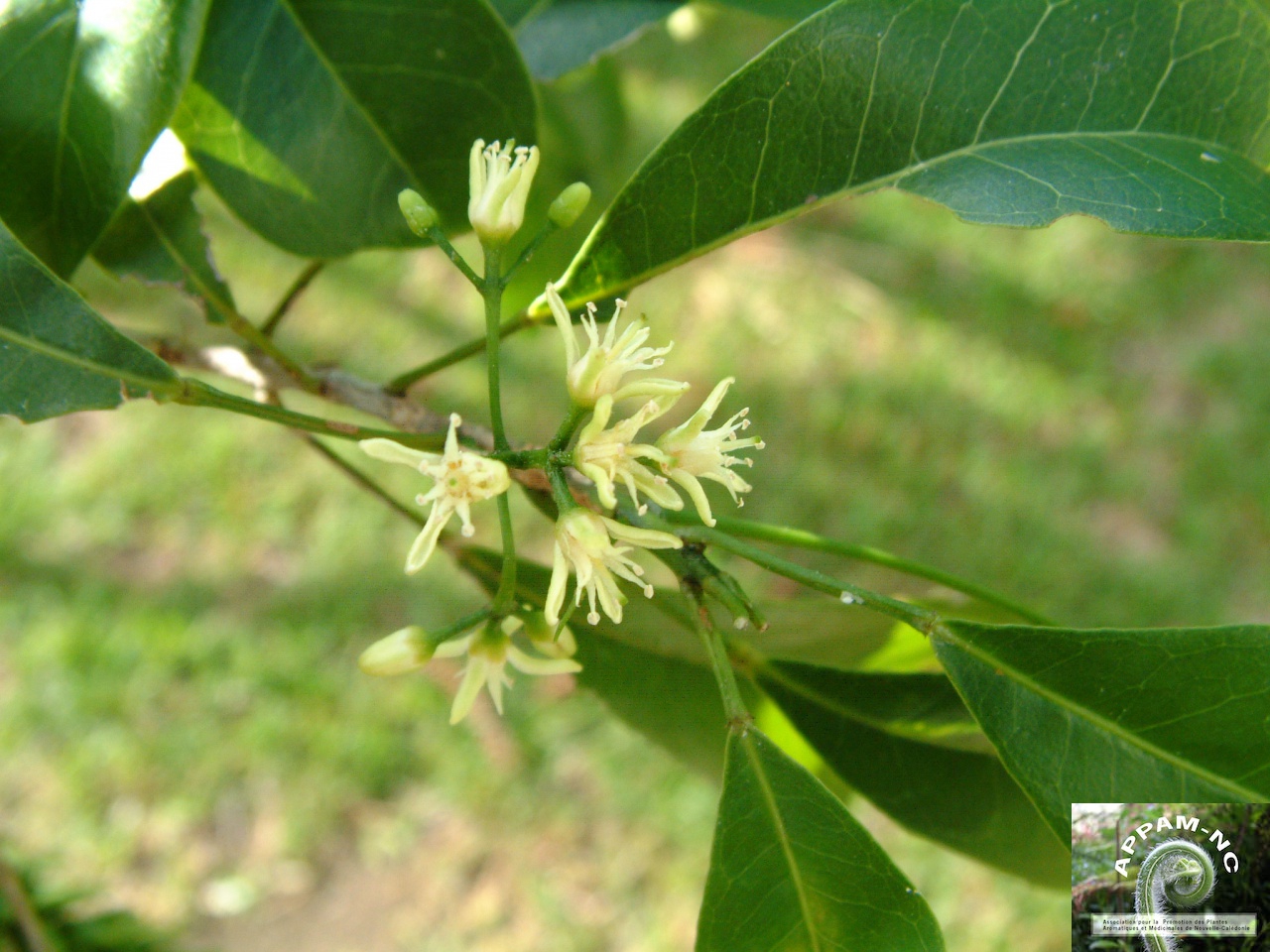 Acronychia laevis Acronychia laevis