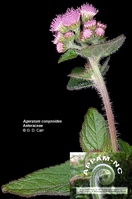 Ageratum conyzoides
