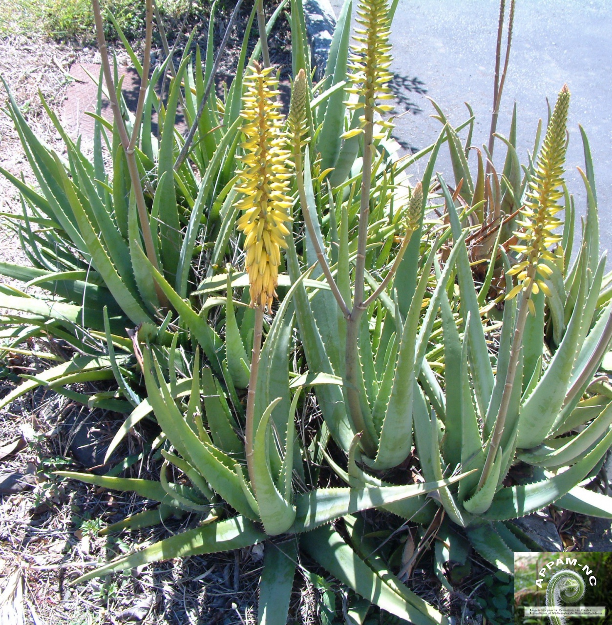 Aloe vera