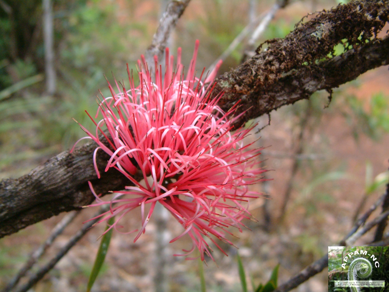 Amyema scandens Amyema scandens