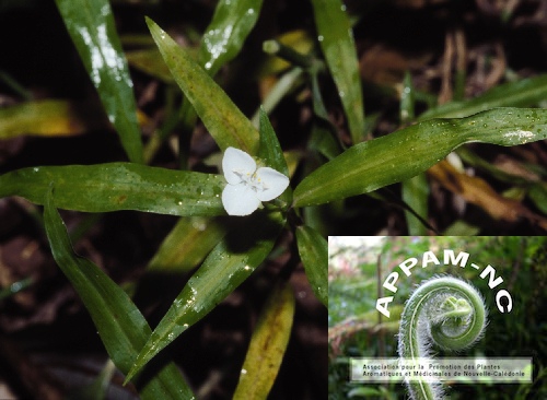 Aneilema neocaledonicum