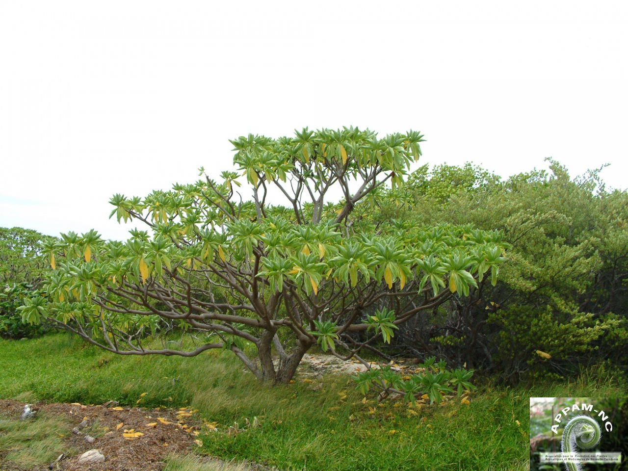 Heliotropium foertherianium Heliotropium foertherianium