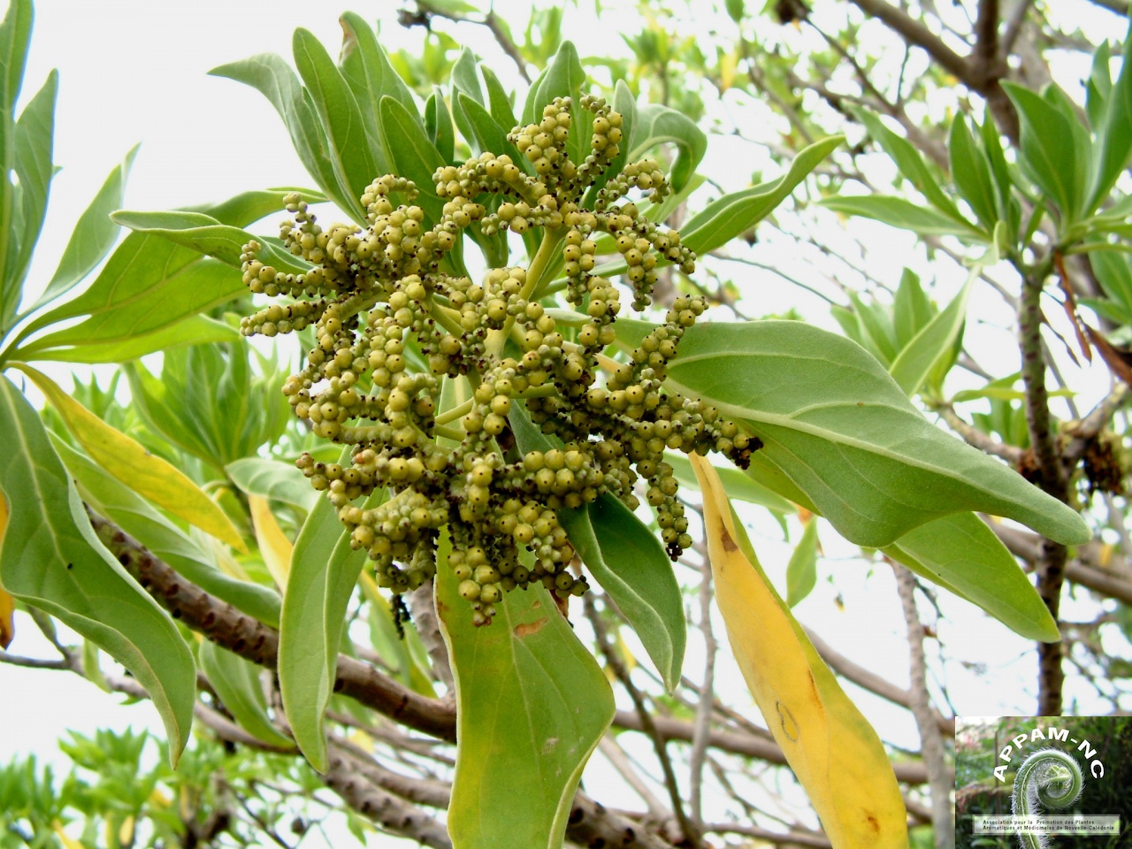 Heliotropium foertherianum